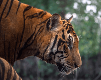 Navigating International Tiger Day | 2020