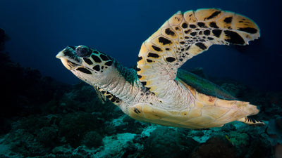 Endangered Sea Turtles: What to Know