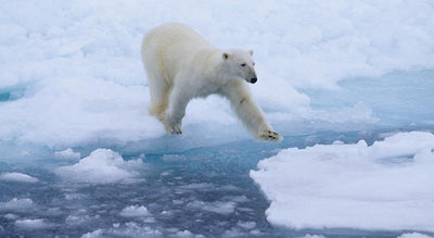 9 Facts About Arctic Sea Ice