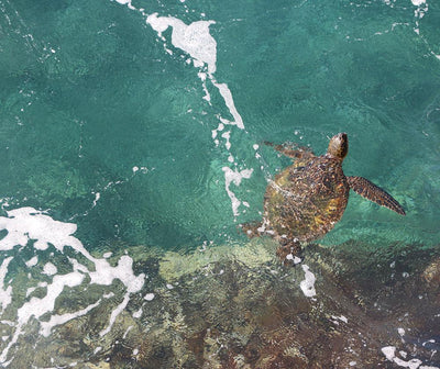 WHY I CHOSE TO CREATE A BEAUTY PRODUCT IN SUPPORT OF SEA TURTLES